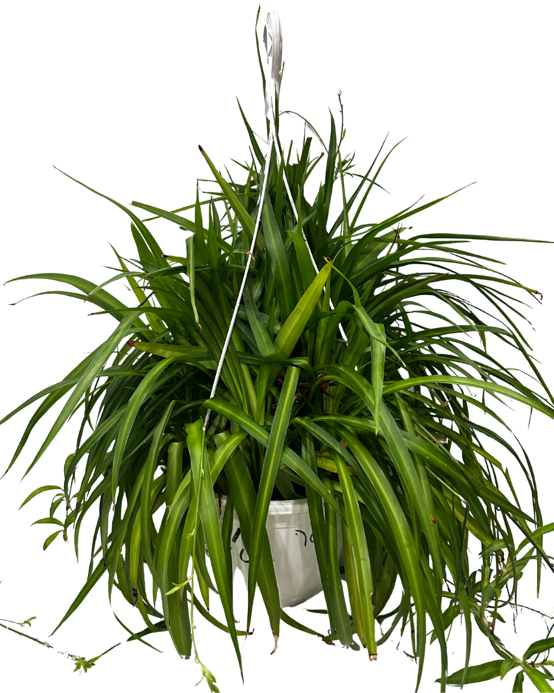 Hanging Spider Plant