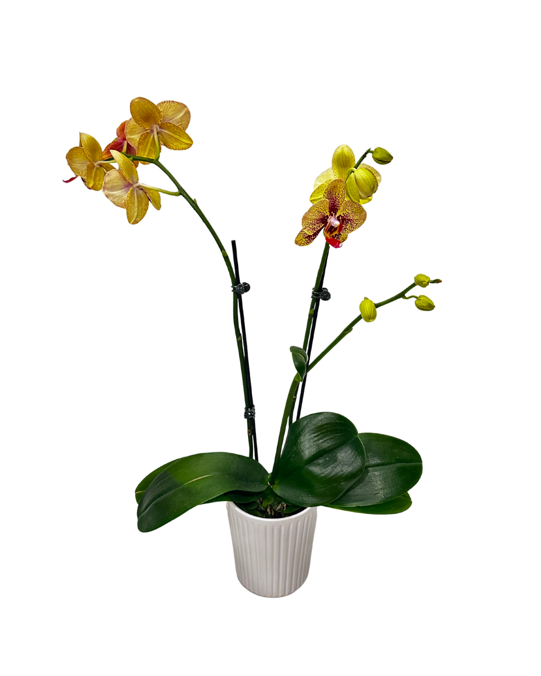 Yellow Orchid in White Ceramic Pot