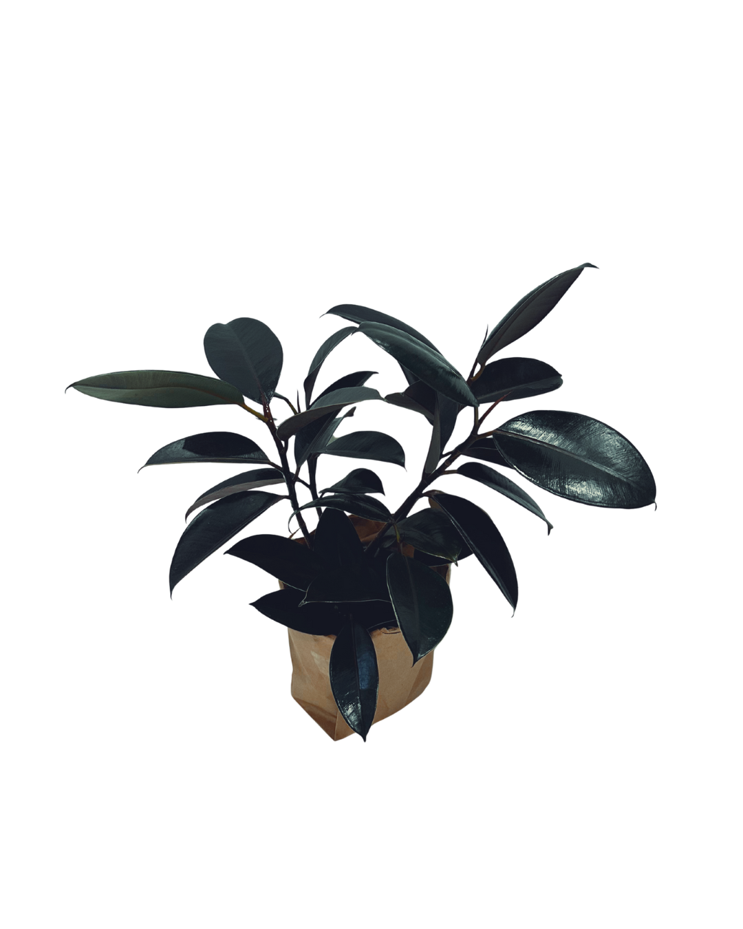 Rubber Plant