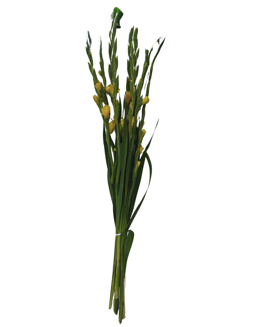 Fresh Yellow Gladiolus Stems