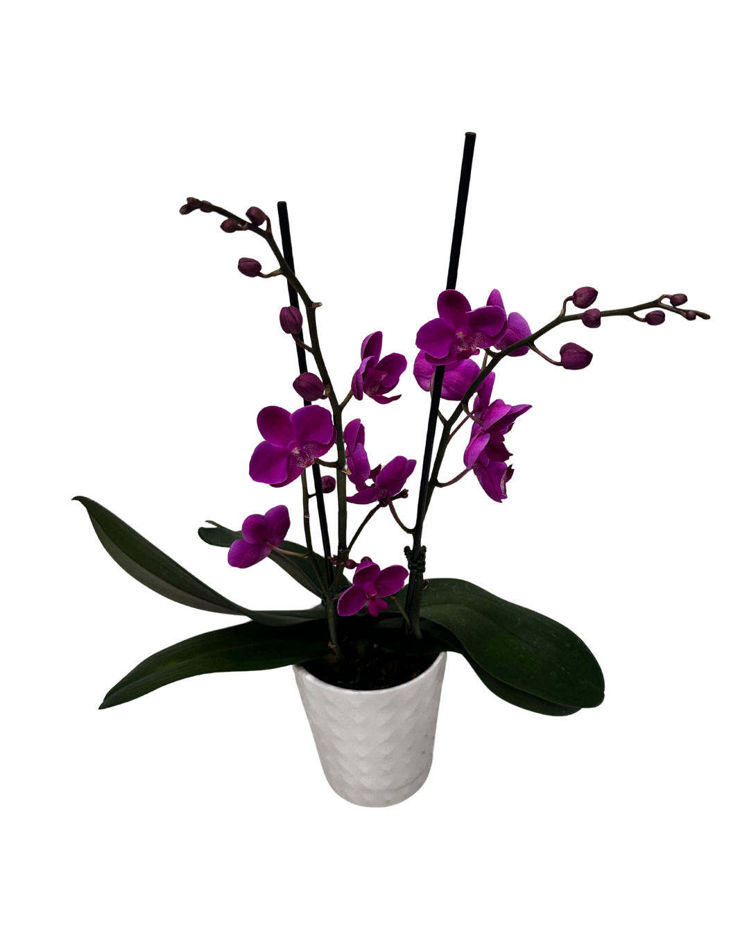 Purple Orchid in White Ceramic Pot