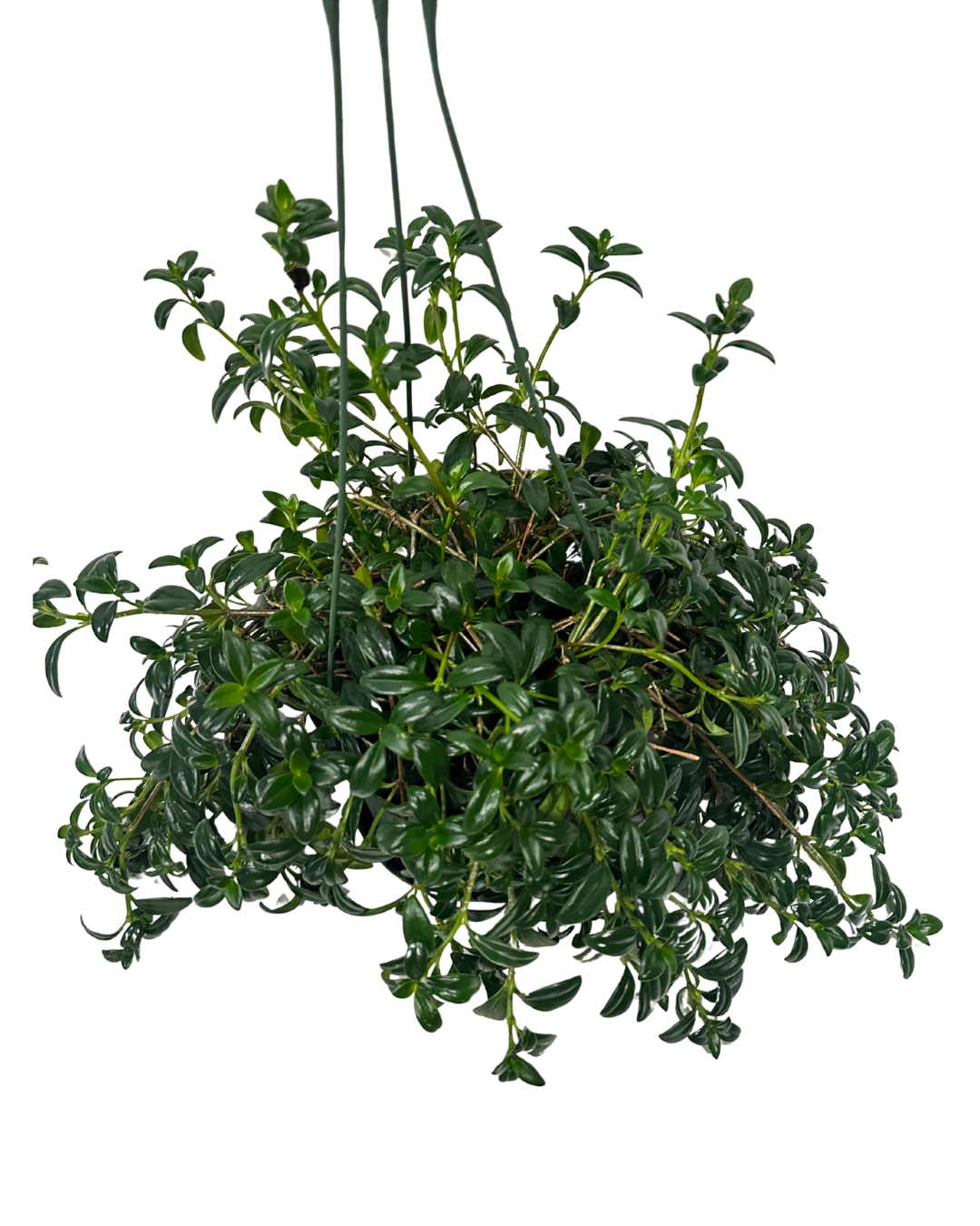 Hanging Lipstick Plant