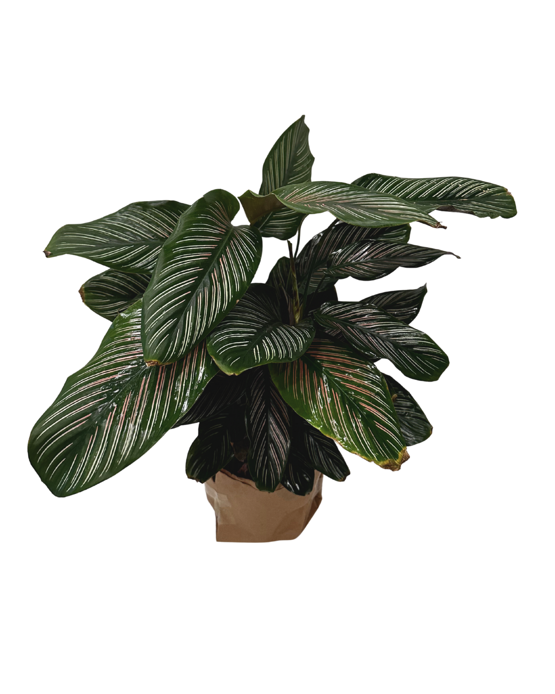 Calathea Plant