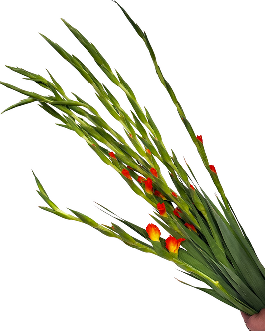 Fresh Orange Gladiolus Stems