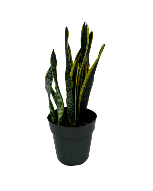 Snake Plant
