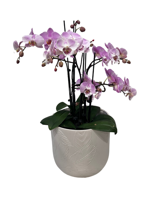 Three-Stem Light Pink Orchid