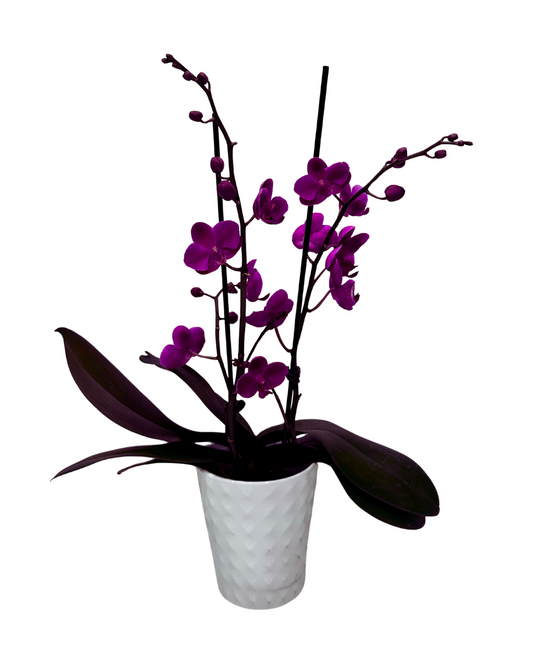 Purple Orchid in White Ceramic Pot