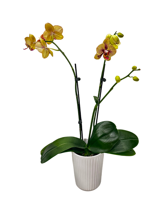 Yellow Orchid in White Ceramic Pot