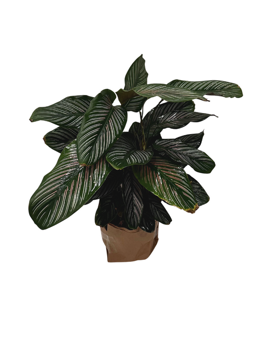 Calathea Plant