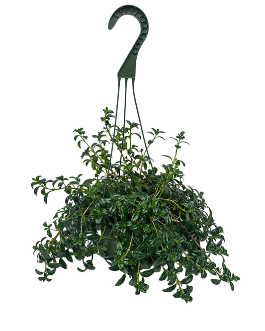 Hanging Lipstick Plant
