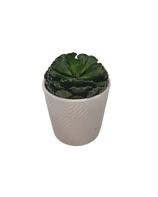 Mini Succulent in White Ceramic Pot