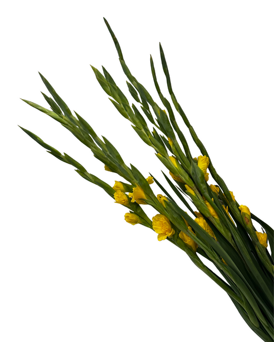 Fresh Yellow Gladiolus Stems