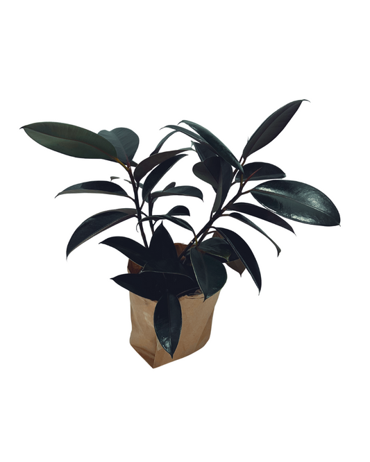 Rubber Plant