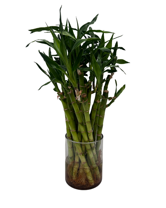 Lucky Bamboo Stalk – 18" (Sold Individually)