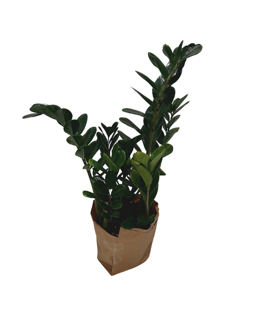 ZZ Plant