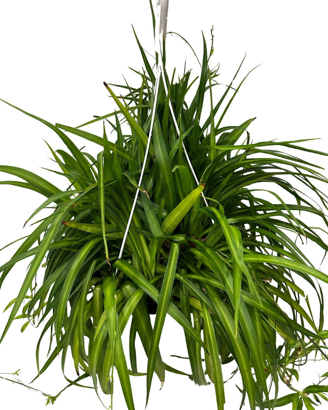 Hanging Spider Plant