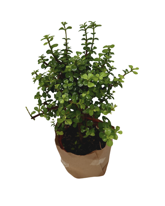 Jade Plant