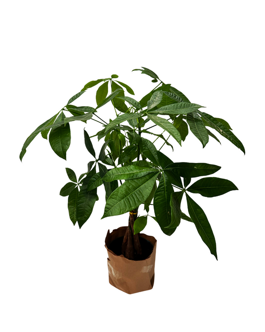 Money Tree Plant